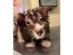 Adopt Gordon a Terrier, Chinese Crested Dog