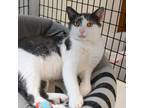 Adopt Teddy a Domestic Short Hair