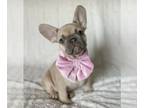 French Bulldog PUPPY FOR SALE ADN-765990 - Lilac fawn frenchie