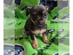 Chihuahua PUPPY FOR SALE ADN-765977 - Handsome male Chihuahua puppies