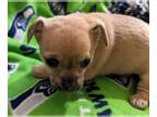 Chihuahua PUPPY FOR SALE ADN-765979 - Handsome male Chihuahua puppies
