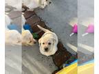 Labrador Retriever PUPPY FOR SALE ADN-765989 - AKC Yellow Lab Puppies