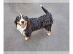 Bernese Mountain Dog PUPPY FOR SALE ADN-766148 - Gorgeous Bernese Mountain Dogs