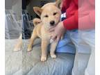 Shiba Inu PUPPY FOR SALE ADN-766082 - Ronan