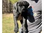 Cane Corso PUPPY FOR SALE ADN-765963 - Cane Corso 3 male available Litter of 6