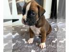 Boxer PUPPY FOR SALE ADN-765961 - Leap Year Boxers AKC registered