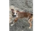 Adopt Storm a American Staffordshire Terrier, Pit Bull Terrier