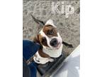 Adopt Kip a Pit Bull Terrier