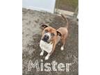 Adopt Mister a Pit Bull Terrier
