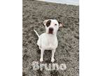 Adopt Bruno a Labrador Retriever, Pit Bull Terrier