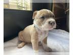 American Bully PUPPY FOR SALE ADN-766056 - Gigantic Bully