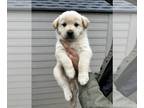 Alaskan Husky-Golden Retriever Mix PUPPY FOR SALE ADN-765969 - Beautiful playful