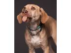 Adopt S.J. a Labrador Retriever