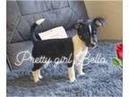 Jack Russell Terrier PUPPY FOR SALE ADN-765934 - Meet Bella
