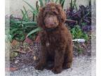 Goldendoodle PUPPY FOR SALE ADN-765991 - Mocha Chocolate Goldendoodle