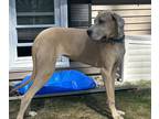 Great Dane PUPPY FOR SALE ADN-766002 - Great Dane