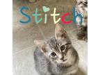 Adopt Stitch a Domestic Short Hair