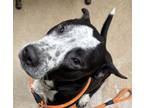 Adopt Rebel a Pit Bull Terrier