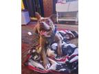 Adopt Maverick *Courtesy Post* a Pit Bull Terrier, Mixed Breed