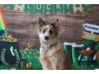 Adopt Baci a Australian Cattle Dog / Blue Heeler