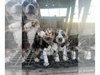 Beagle PUPPY FOR SALE ADN-765947 - Beagle Puppies