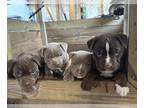 American Bully PUPPY FOR SALE ADN-765995 - GrCh Bloodline American Bully Puppies