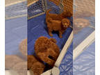 Goldendoodle PUPPY FOR SALE ADN-765982 - Goldendoddles