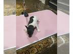 Fox Terrier (Toy) PUPPY FOR SALE ADN-766053 - Toy Fox Terrier