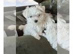 Maltese PUPPY FOR SALE ADN-766138 - Lovely Maltese Puppy