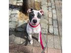Adopt Johnny Depp a American Staffordshire Terrier, Mixed Breed