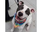 Adopt Johnny Depp a American Staffordshire Terrier, Mixed Breed
