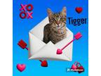 Adopt Tigger a Tiger