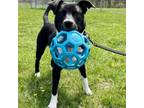 Adopt Sox a Border Collie, Black Labrador Retriever