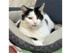 Adopt Garfunkel a Domestic Short Hair