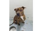Adopt Cash 174907 a Pit Bull Terrier, Mixed Breed