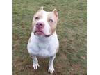 Adopt 175040 Ravioli a Staffordshire Bull Terrier