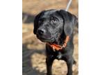 Adopt Phil a Black Labrador Retriever