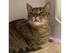 Adopt Domingo a Domestic Short Hair