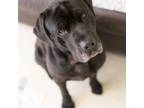 Adopt Bradley Cooper a Newfoundland Dog, Black Labrador Retriever