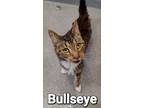 Adopt Bullseye a Domestic Short Hair