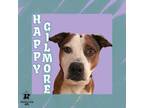 Adopt Happy Gilmore a Mixed Breed