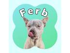 Adopt Ferb a Mixed Breed