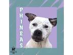 Adopt Phineas a Mixed Breed