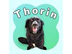 Adopt Thorin a Mixed Breed