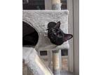 Adopt Channing a Domestic Short Hair