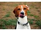 Adopt MOJO a Treeing Walker Coonhound