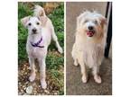 Adopt Tucker a Silky Terrier