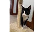 Adopt Papaya a Domestic Short Hair