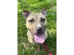 Adopt Jack a Pit Bull Terrier, Mixed Breed