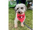 Adopt Jack Doodle a Poodle, Retriever